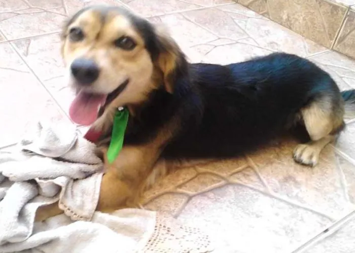 Cachorro ra a SRD idade  nome Bob