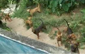 Cachorro ra a SRD idade 2 a 6 meses nome SANTO ANDRÉ