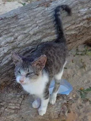 Gato raça srd idade 2 a 6 meses nome Mimi