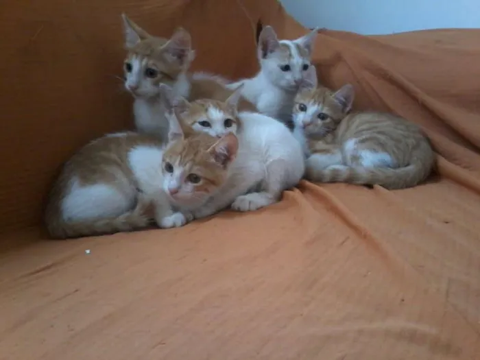 Gato raça  idade Abaixo de 2 meses nome Adote-nos