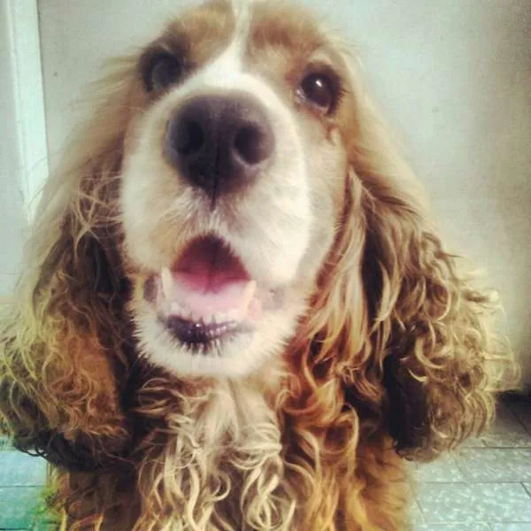 Cachorro ra a Cocker idade 4 anos nome Boris