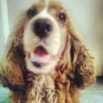 Boris