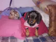 JOAQUIM