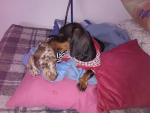 Cachorro raça Dachshund idade 7 a 11 meses nome JOAQUIM