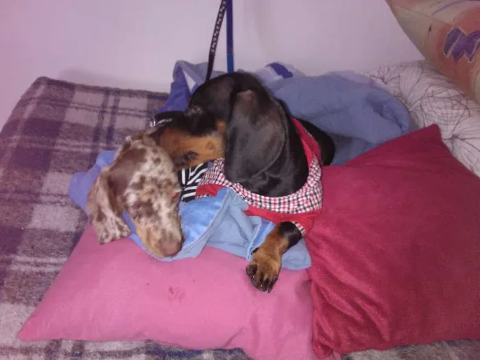 Cachorro ra a Dachshund idade 7 a 11 meses nome JOAQUIM