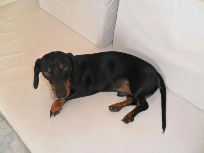 Cachorro ra a Dachshund idade 7 a 11 meses nome JOAQUIM