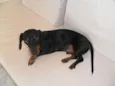 JOAQUIM