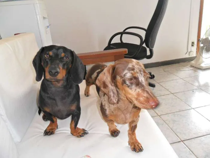 Cachorro ra a Dachshund idade 7 a 11 meses nome JOAQUIM