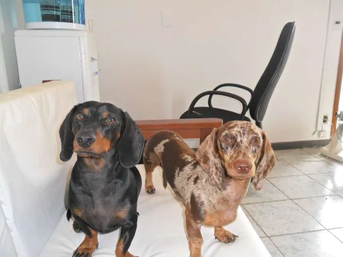 Cachorro ra a Teckel Pelo Curto idade 7 a 11 meses nome FREDERICO