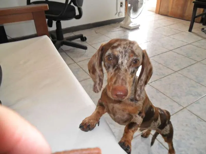 Cachorro ra a Teckel Pelo Curto idade 7 a 11 meses nome FREDERICO