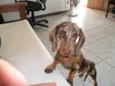 FREDERICO