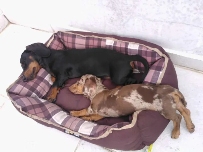 Cachorro ra a Teckel Pelo Curto idade 7 a 11 meses nome FREDERICO