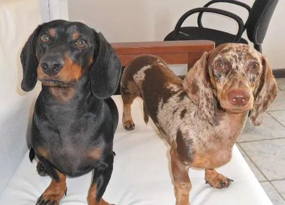 Cachorro ra a Teckel Pelo Curto idade 7 a 11 meses nome FREDERICO