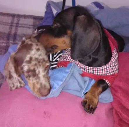 Cachorro ra a Dachshund idade 7 a 11 meses nome JOAQUIM