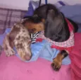 JOAQUIM