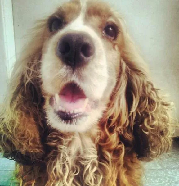 Cachorro ra a Cocker idade 4 anos nome Boris