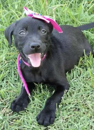 Cachorro raça SRD idade 2 a 6 meses nome Filhote