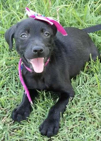 Cachorro ra a SRD idade 2 a 6 meses nome Filhote