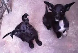Cachorro ra a Barbudo idade 2 a 6 meses nome Mais de 1 