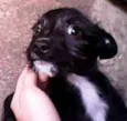 Mais de 1