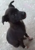 Pretinhas