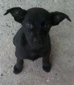 Cachorro ra a RND idade 2 a 6 meses nome Pretinhas