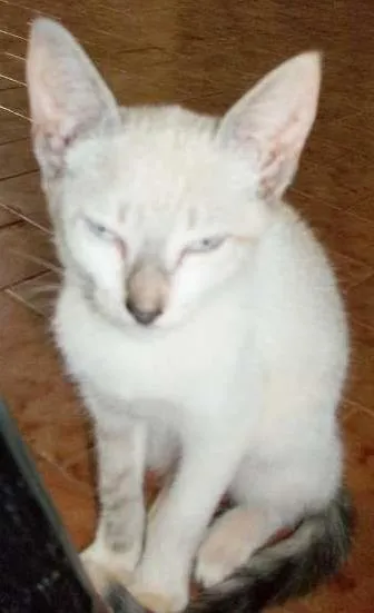 Gato ra a  idade 2 a 6 meses nome SEM NOME