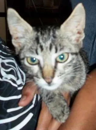 Gato ra a  idade 2 a 6 meses nome SEM NOME