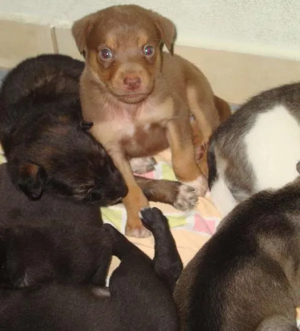 Cachorro ra a SRD idade Abaixo de 2 meses nome sem nome