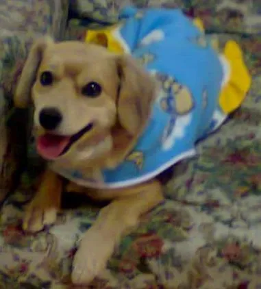 Cachorro ra a vira lata idade 4 anos nome Magh
