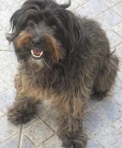 Cachorro raça Poodle idade 5 anos nome Jade