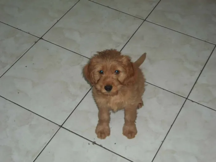 Cachorro ra a SRD idade 2 a 6 meses nome Fiona