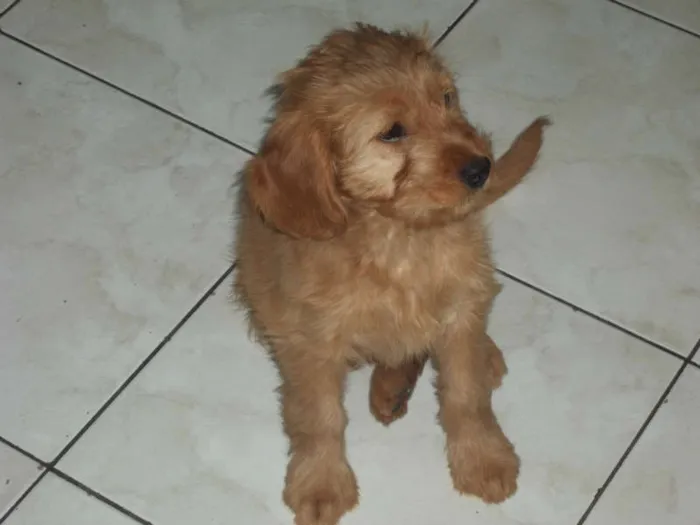 Cachorro ra a SRD idade 2 a 6 meses nome Fiona