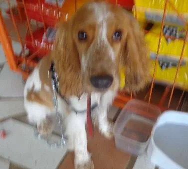 Cachorro ra a Cocker idade 2 anos nome Mesclado