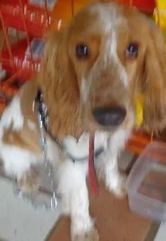 Cachorro raça Cocker idade 2 anos nome Mesclado