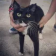 Gatarina