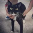 Gatarina
