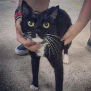 Gato raça Gato preto idade 2 anos nome Gatarina