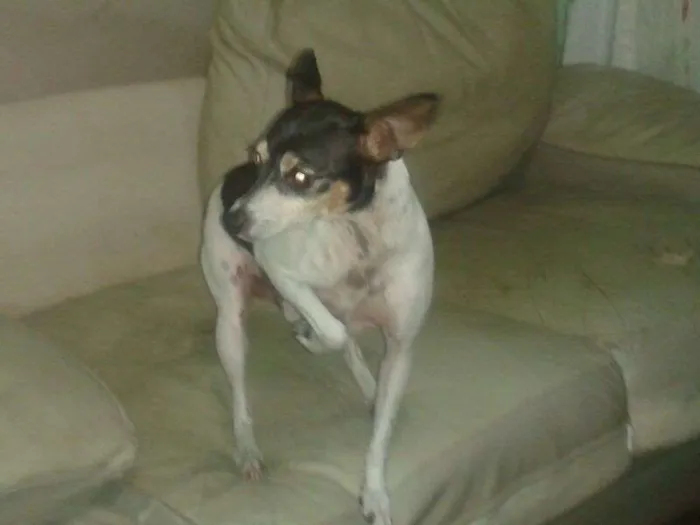 Cachorro ra a Fox Terrier idade 5 anos nome TOBBY 