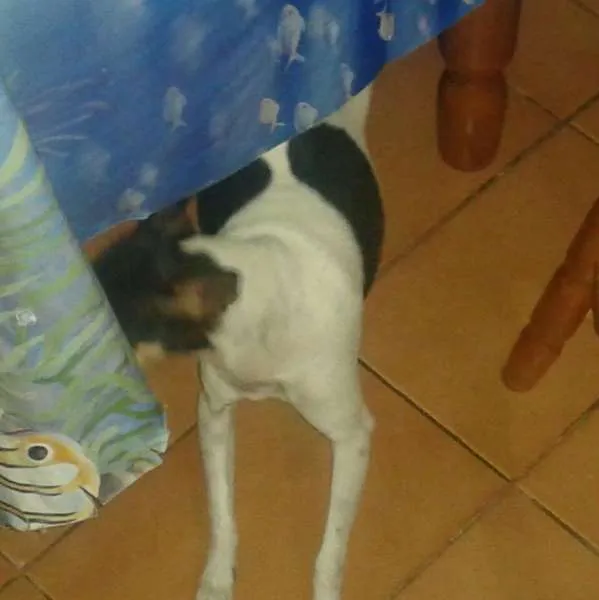 Cachorro ra a Fox Terrier idade 5 anos nome TOBBY 