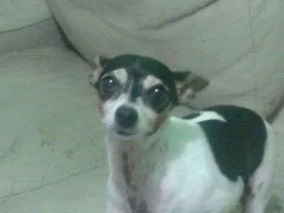 Cachorro ra a Fox Terrier idade 5 anos nome TOBBY 