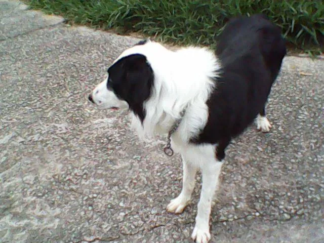 Cachorro ra a border collie idade 4 anos nome Lucca