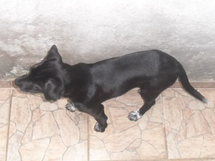 Cachorro ra a Labrador  idade 1 ano nome Naomi