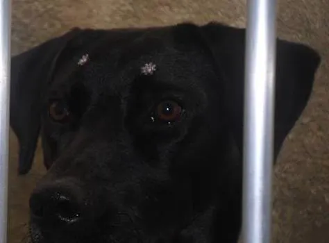 Cachorro ra a Labrador  idade 1 ano nome Naomi