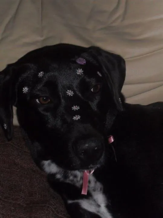 Cachorro ra a Labrador  idade 1 ano nome Naomi