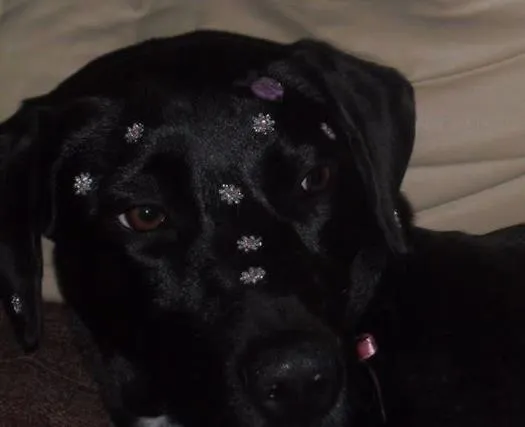 Cachorro ra a Labrador  idade 1 ano nome Naomi