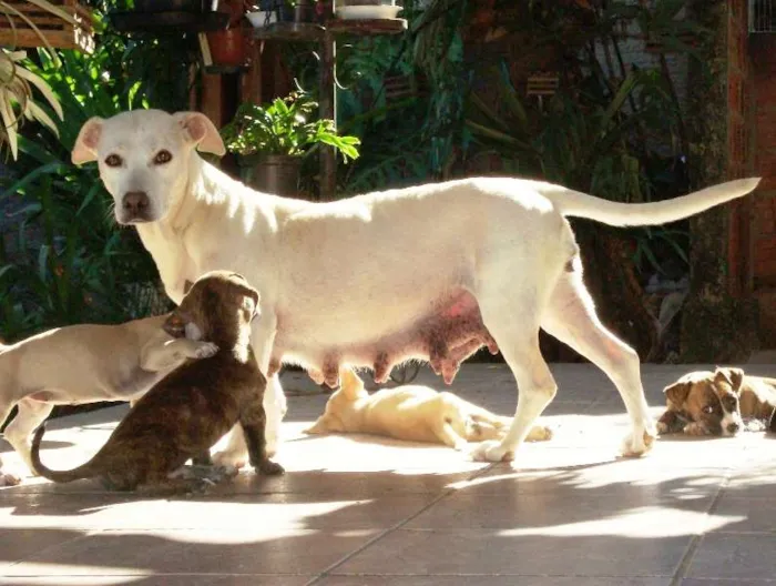 Cachorro ra a viralata idade Abaixo de 2 meses nome xxx