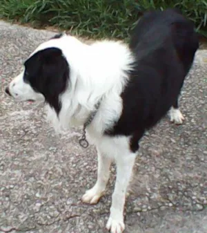 Cachorro raça border collie idade 4 anos nome Lucca