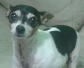 Cachorro ra a Fox Terrier idade 5 anos nome TOBBY 