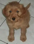 Fiona